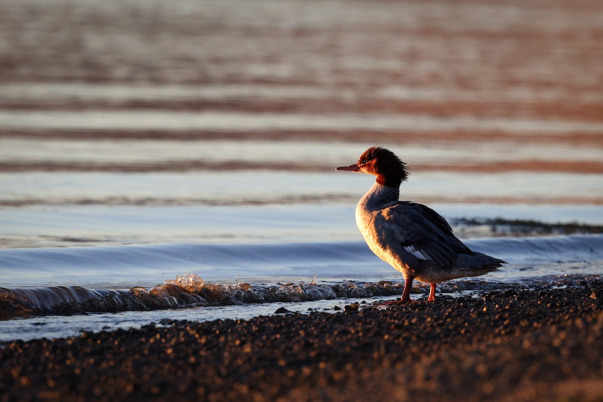 Common Merganser - ML643518963