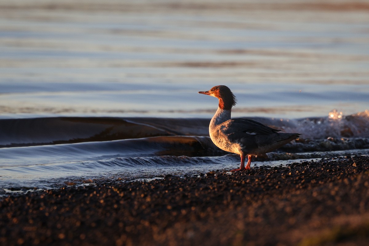 Common Merganser - ML643518964