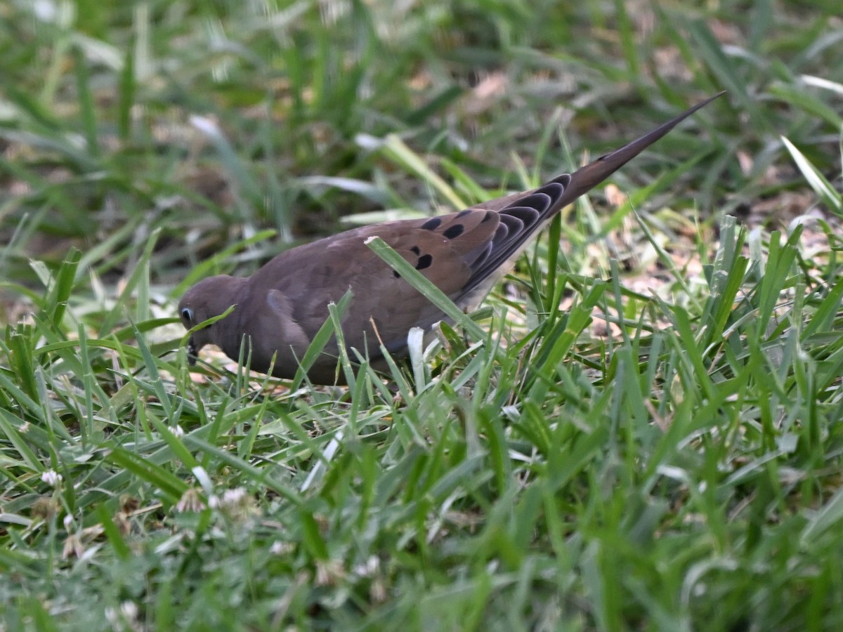 Mourning Dove - ML643518979