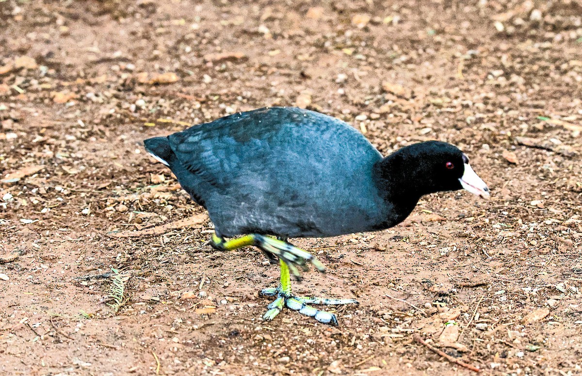 American Coot - ML643518984