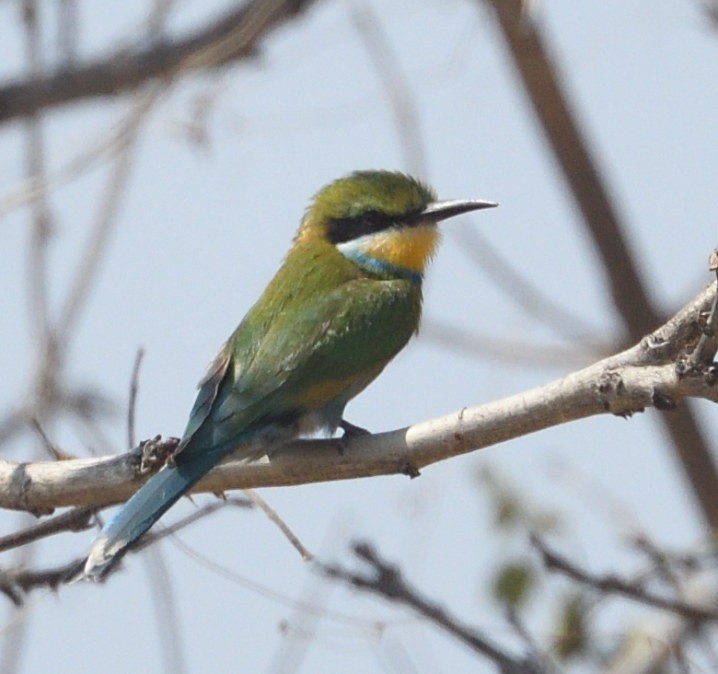 Swallow-tailed Bee-eater - ML643518995