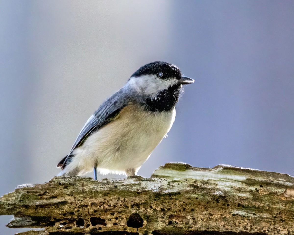 Carolina Chickadee - ML643519002