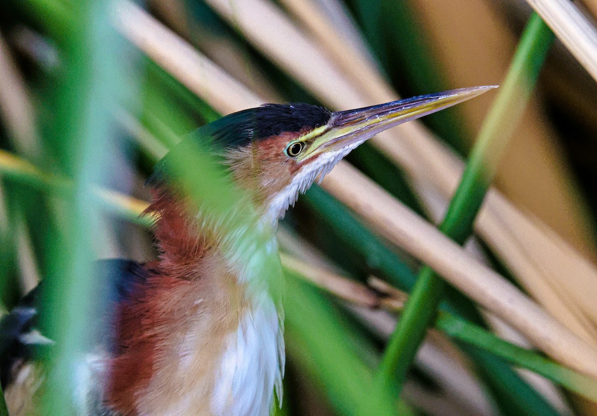 Least Bittern - ML643519010