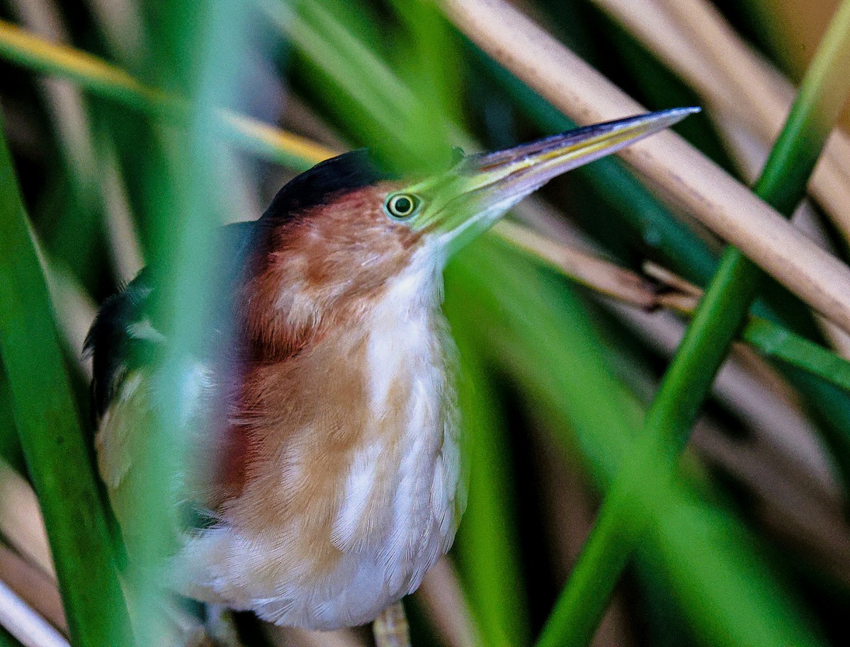 Least Bittern - ML643519011