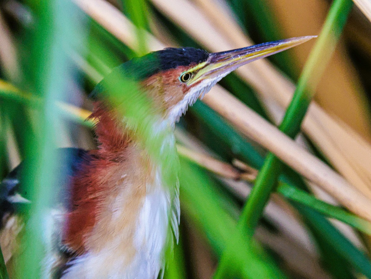 Least Bittern - ML643519012