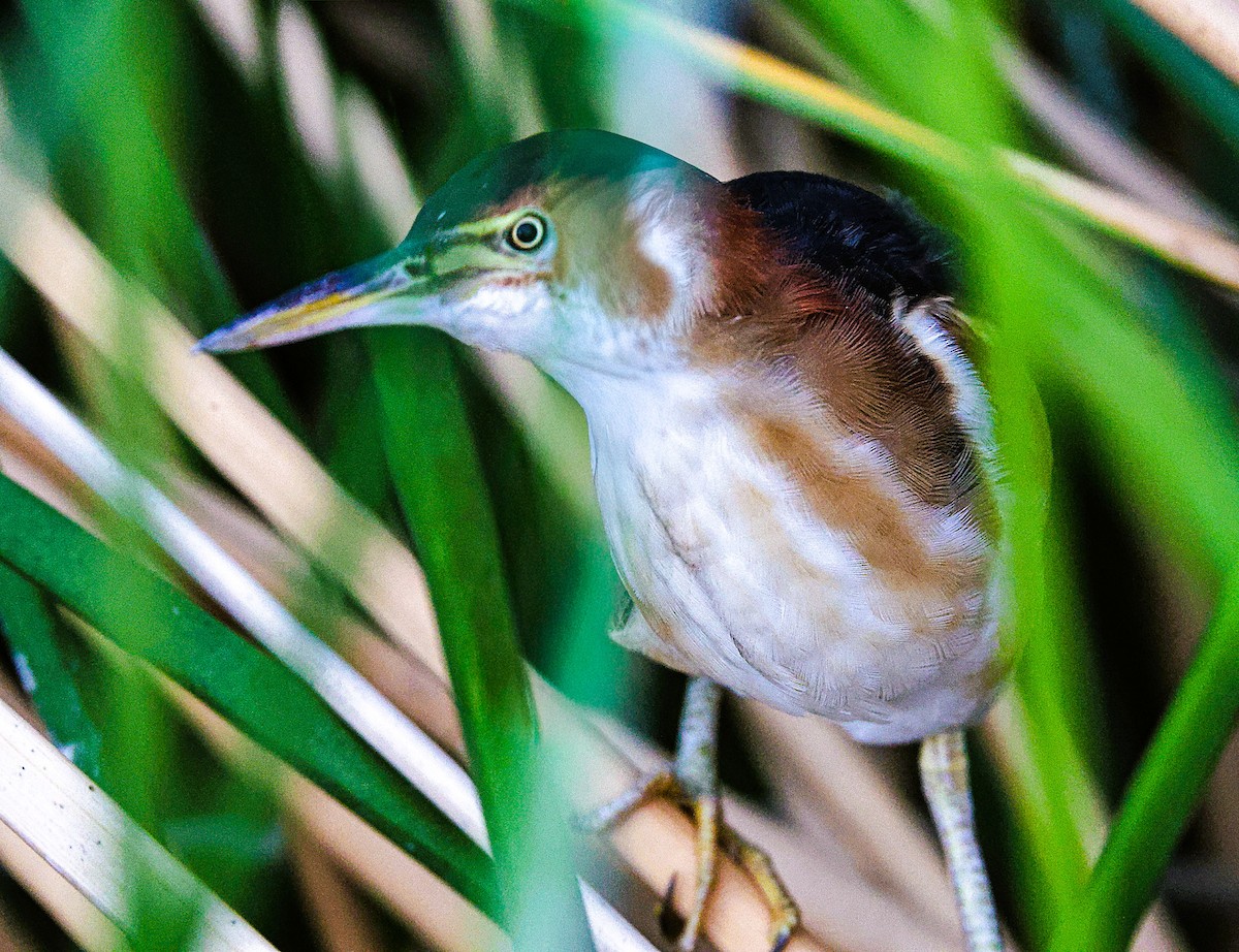 Least Bittern - ML643519013
