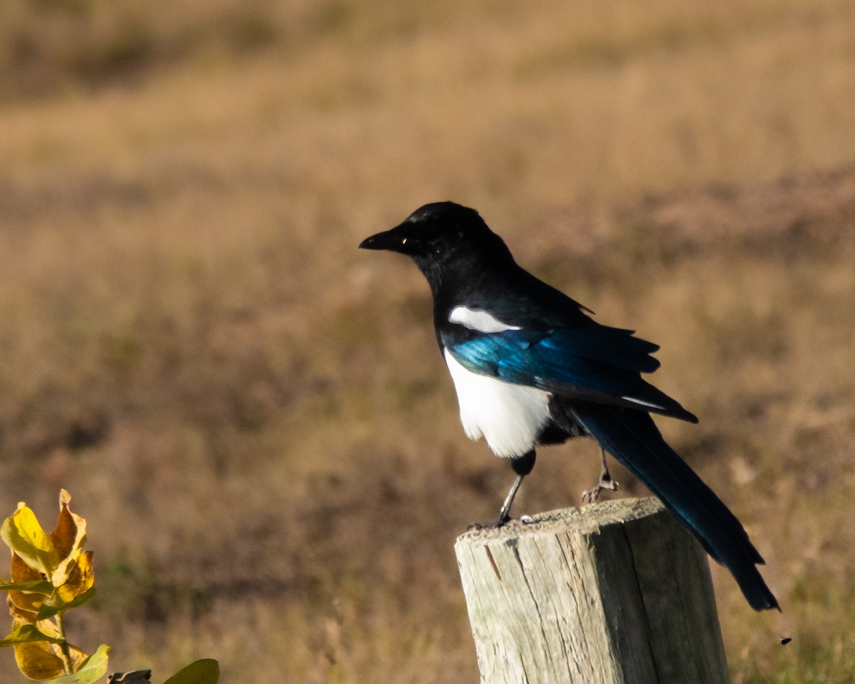 Black-billed Magpie - ML643519015