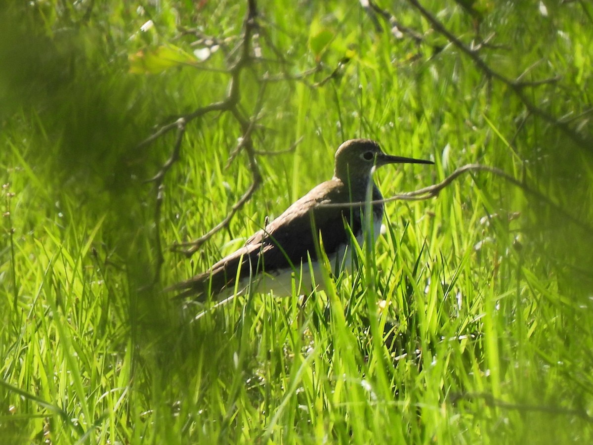 Solitary Sandpiper - ML643519028