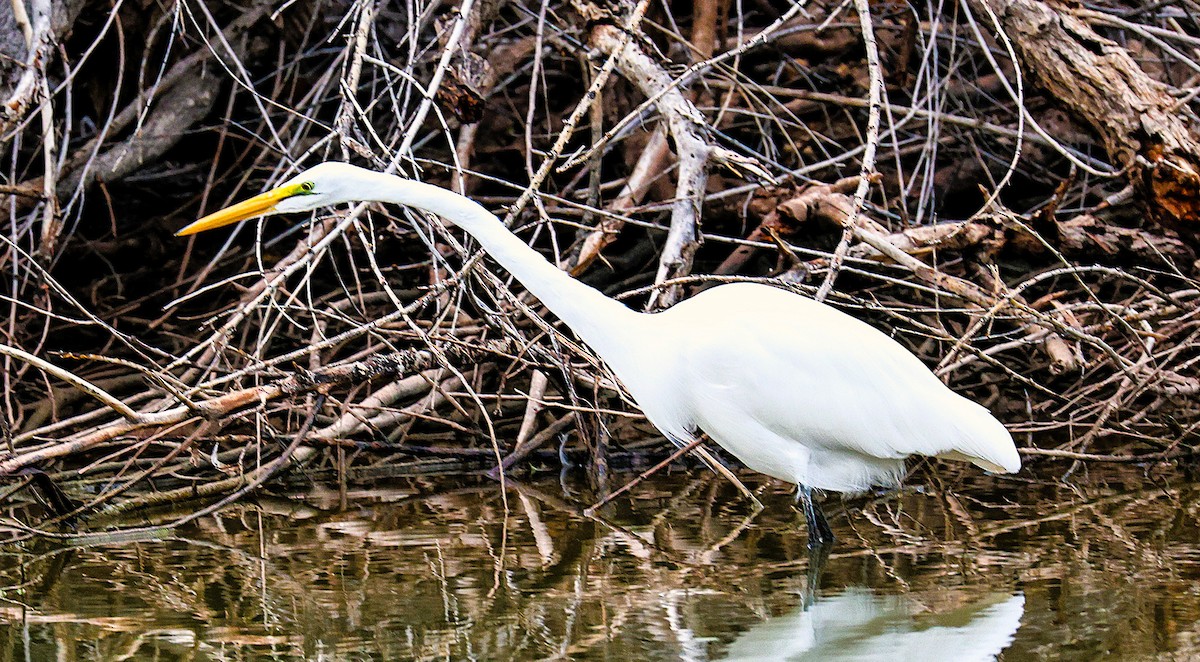 Great Egret - ML643519031