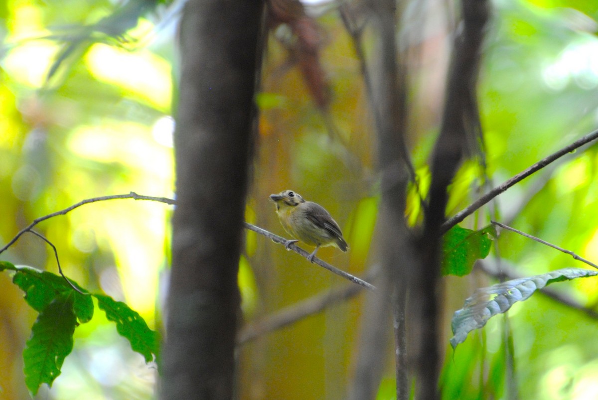 Golden-crowned Spadebill - ML643519038