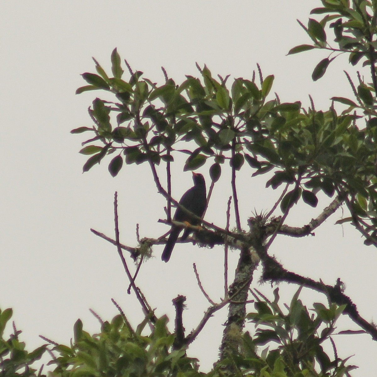 Yellow-legged Thrush - ML643519039