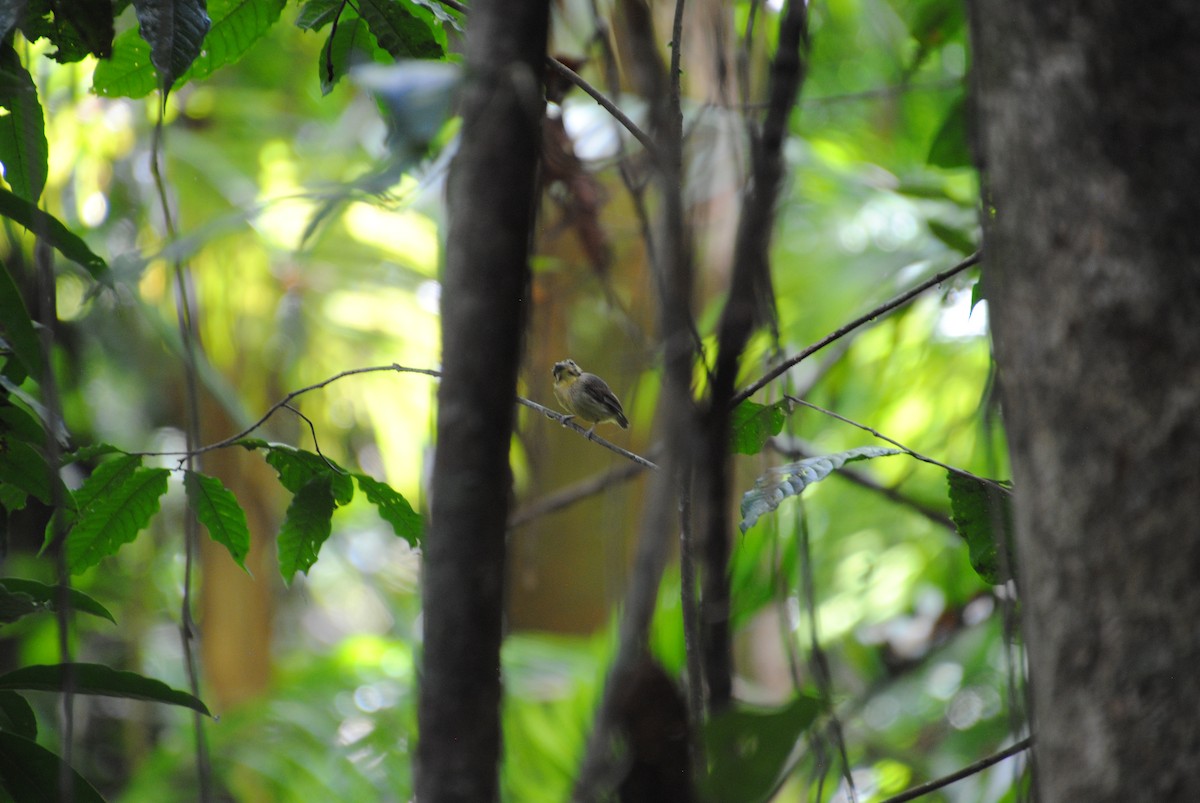Golden-crowned Spadebill - ML643519043