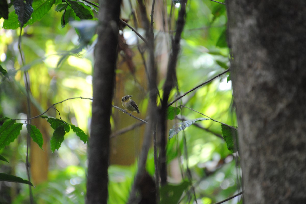 Golden-crowned Spadebill - ML643519044