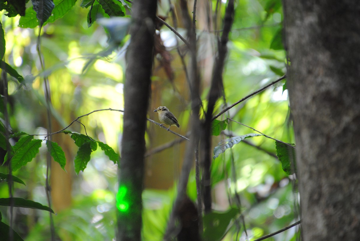 Golden-crowned Spadebill - ML643519045
