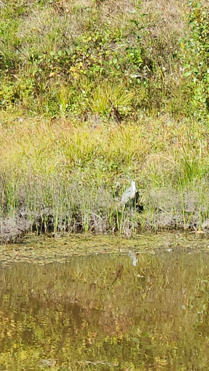 Great Blue Heron - ML643519046