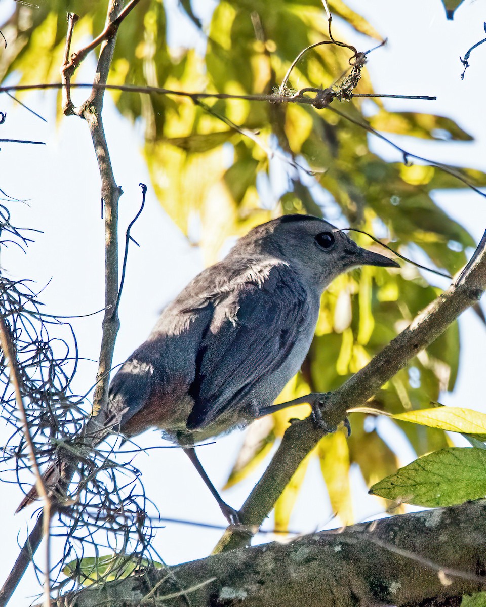 Gray Catbird - ML643519052