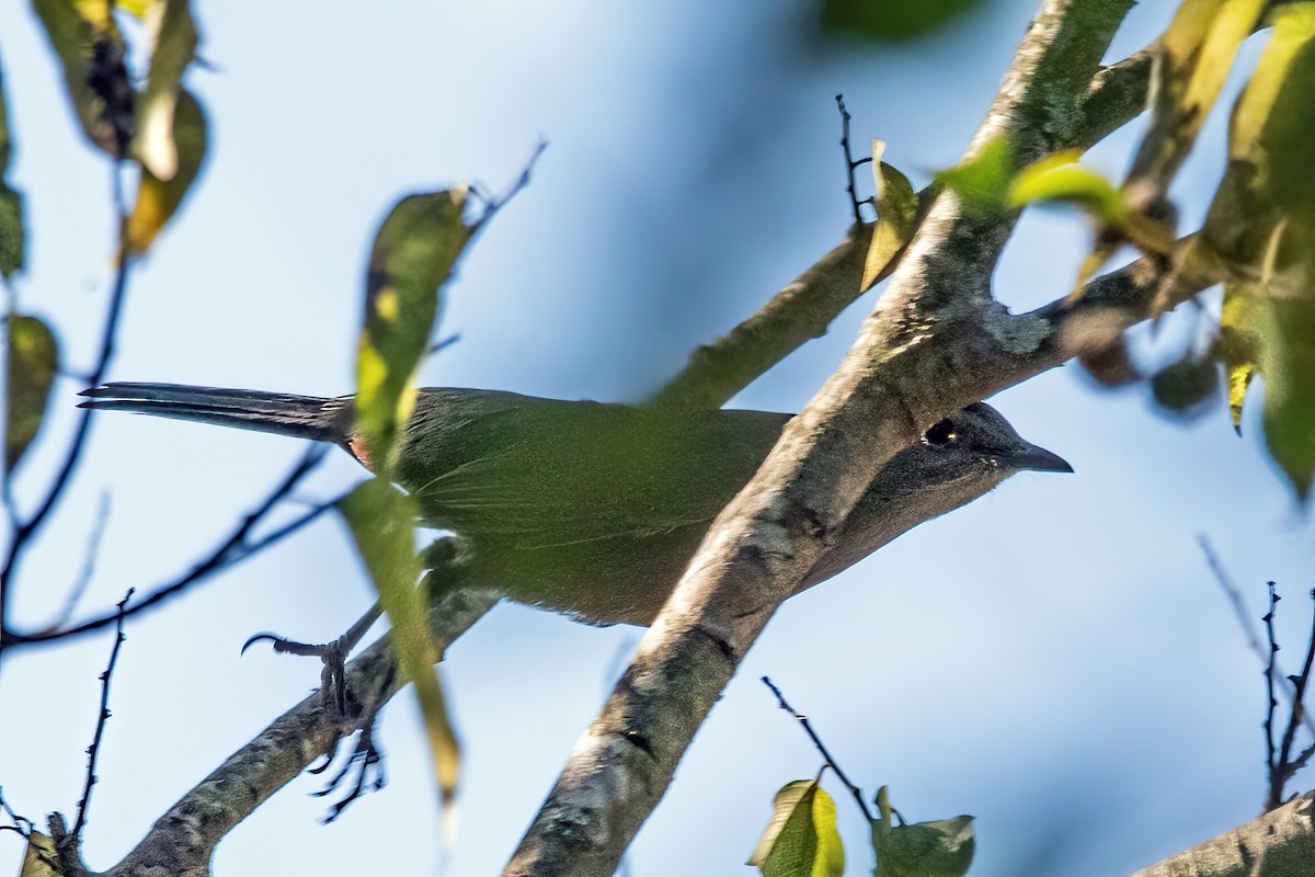 Gray Catbird - ML643519059