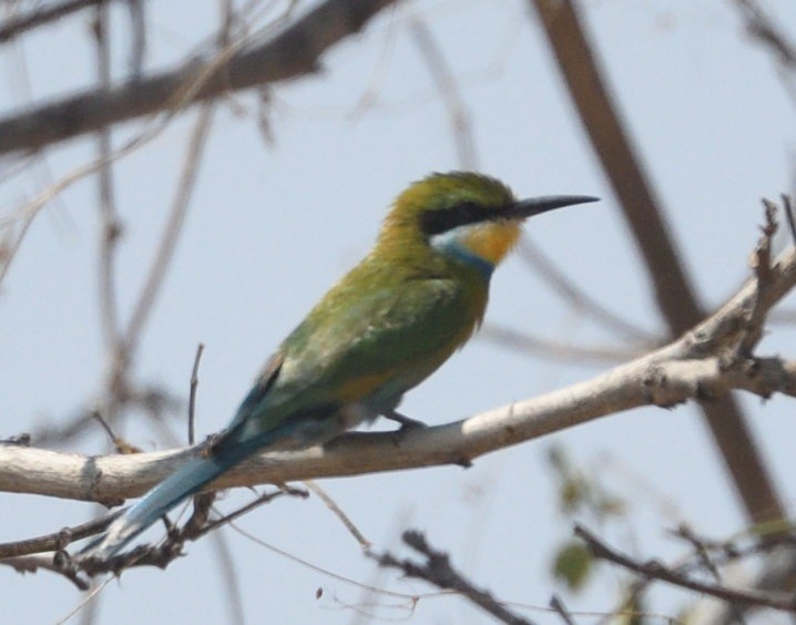 Swallow-tailed Bee-eater - ML643519060