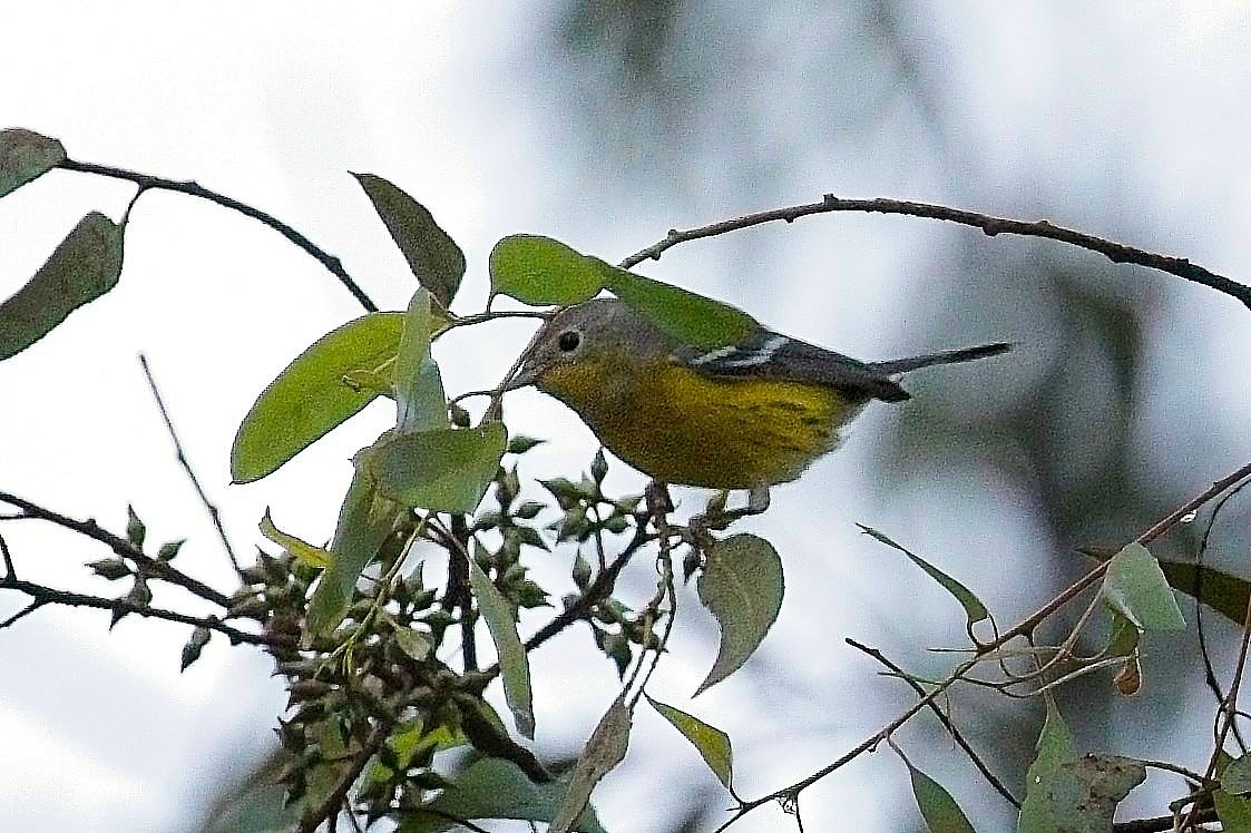 Magnolia Warbler - ML643519065