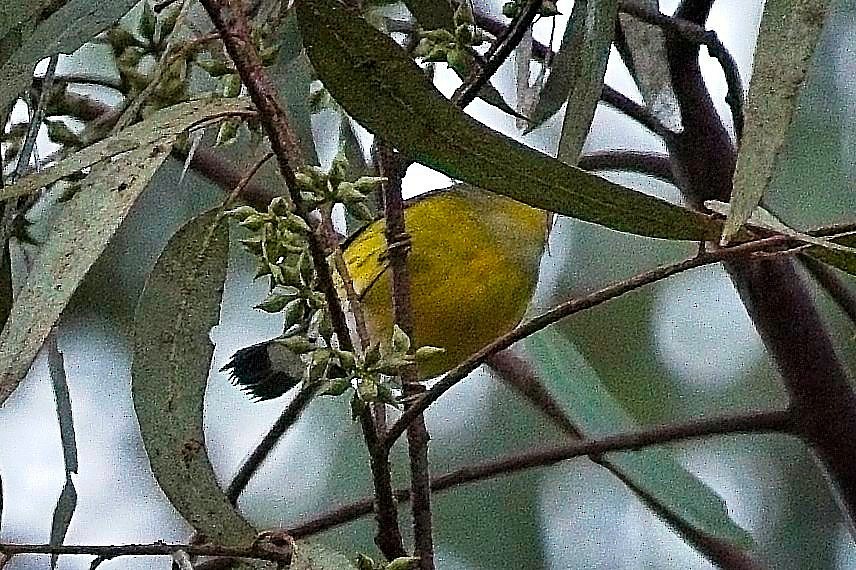 Magnolia Warbler - ML643519066