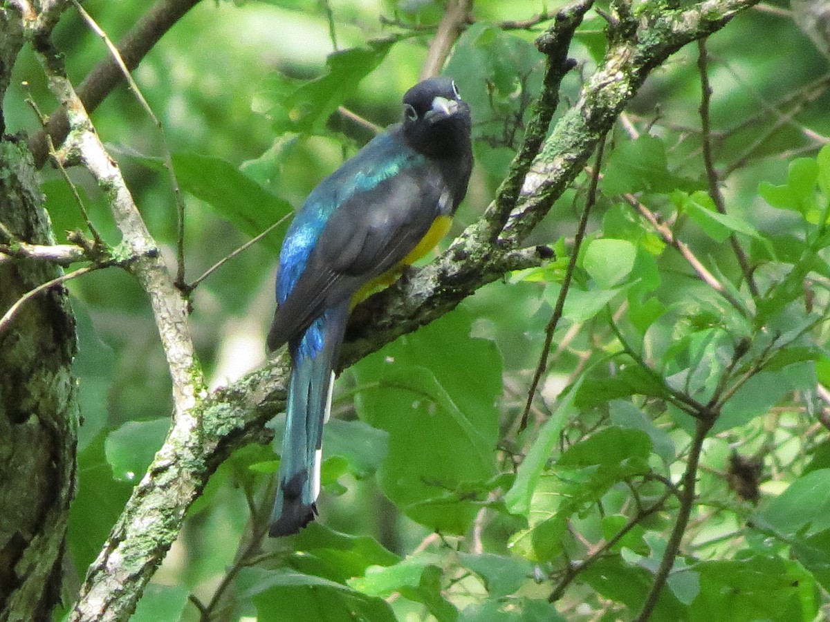 Black-headed Trogon - ML643519067
