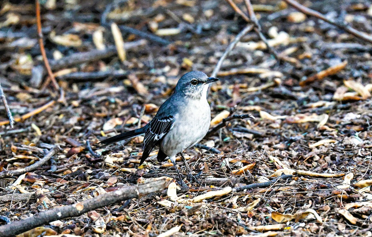 Northern Mockingbird - ML643519068