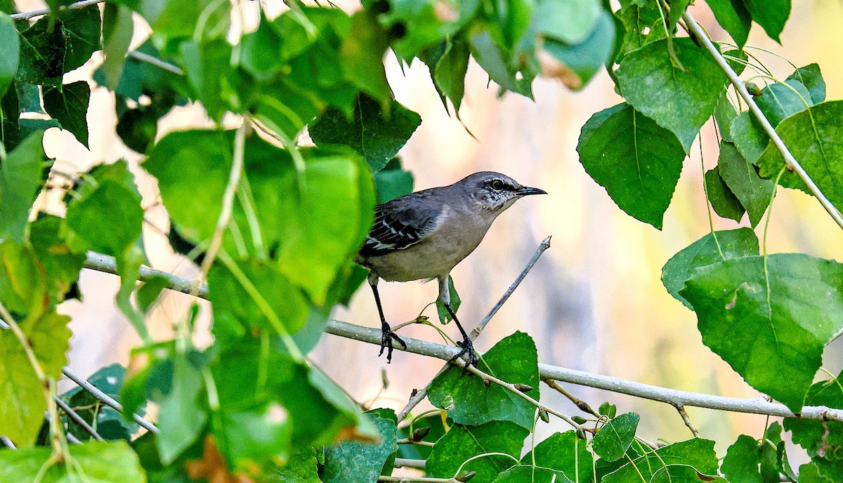 Northern Mockingbird - ML643519069