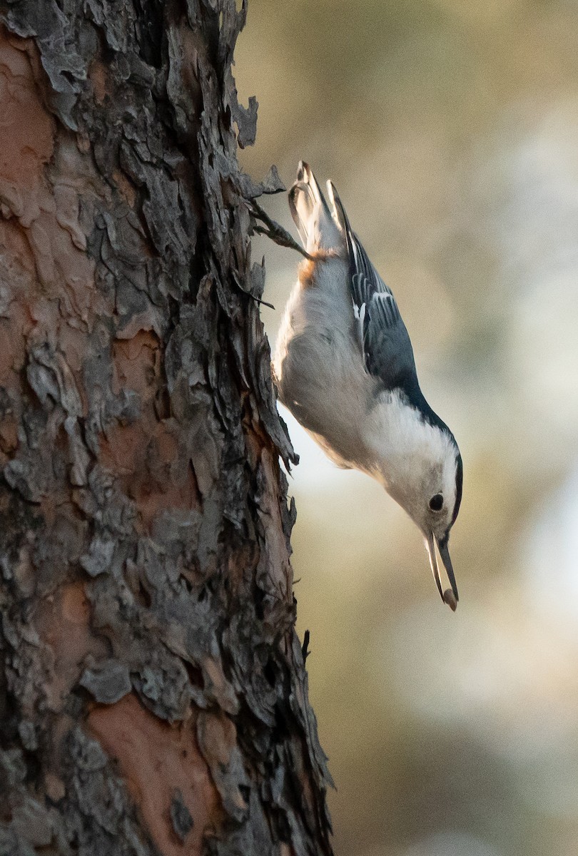 White-breasted Nuthatch - ML643519071