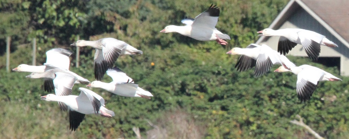 Snow Goose - ML643519074