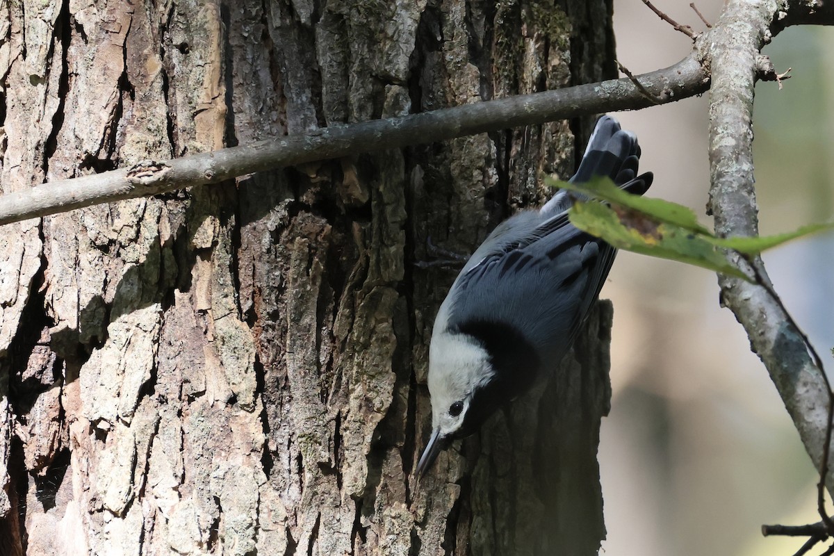 White-breasted Nuthatch - ML643519076