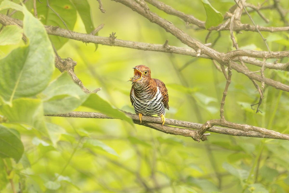 Lesser Cuckoo - ML643519077