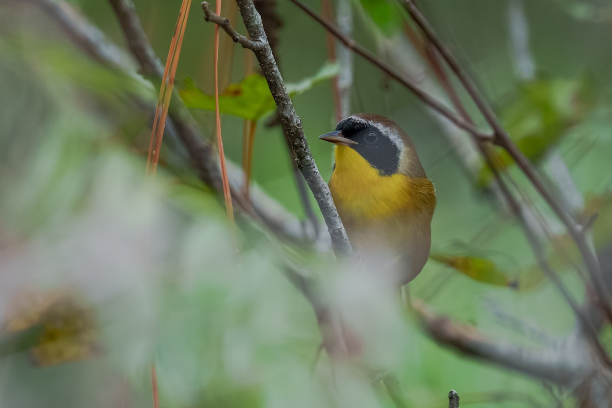 Common Yellowthroat - ML643519081
