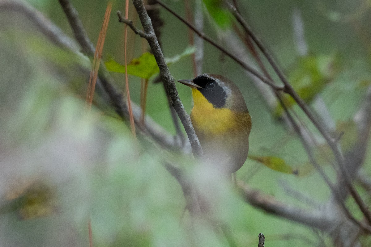 Common Yellowthroat - ML643519082