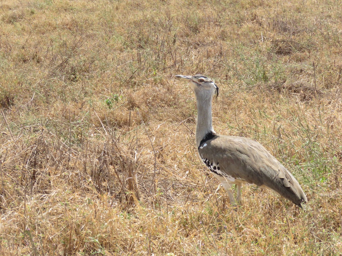 Kori Bustard - ML643519084