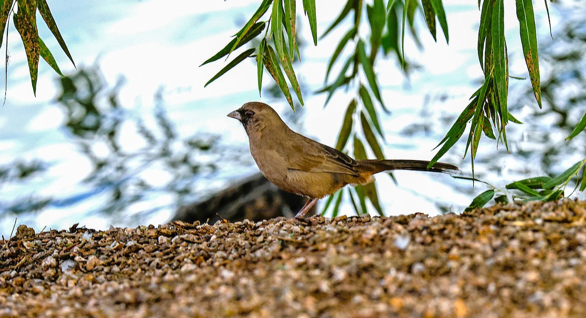 Abert's Towhee - ML643519091