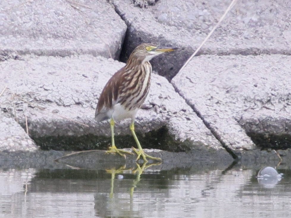Chinese Pond-Heron - ML643519103