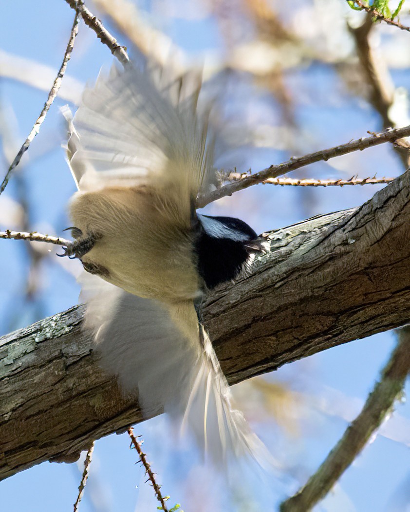 Carolina Chickadee - ML643519105