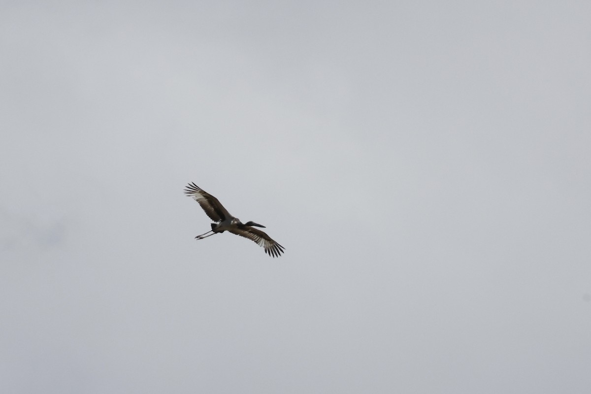 Riesenstorch - ML643519112