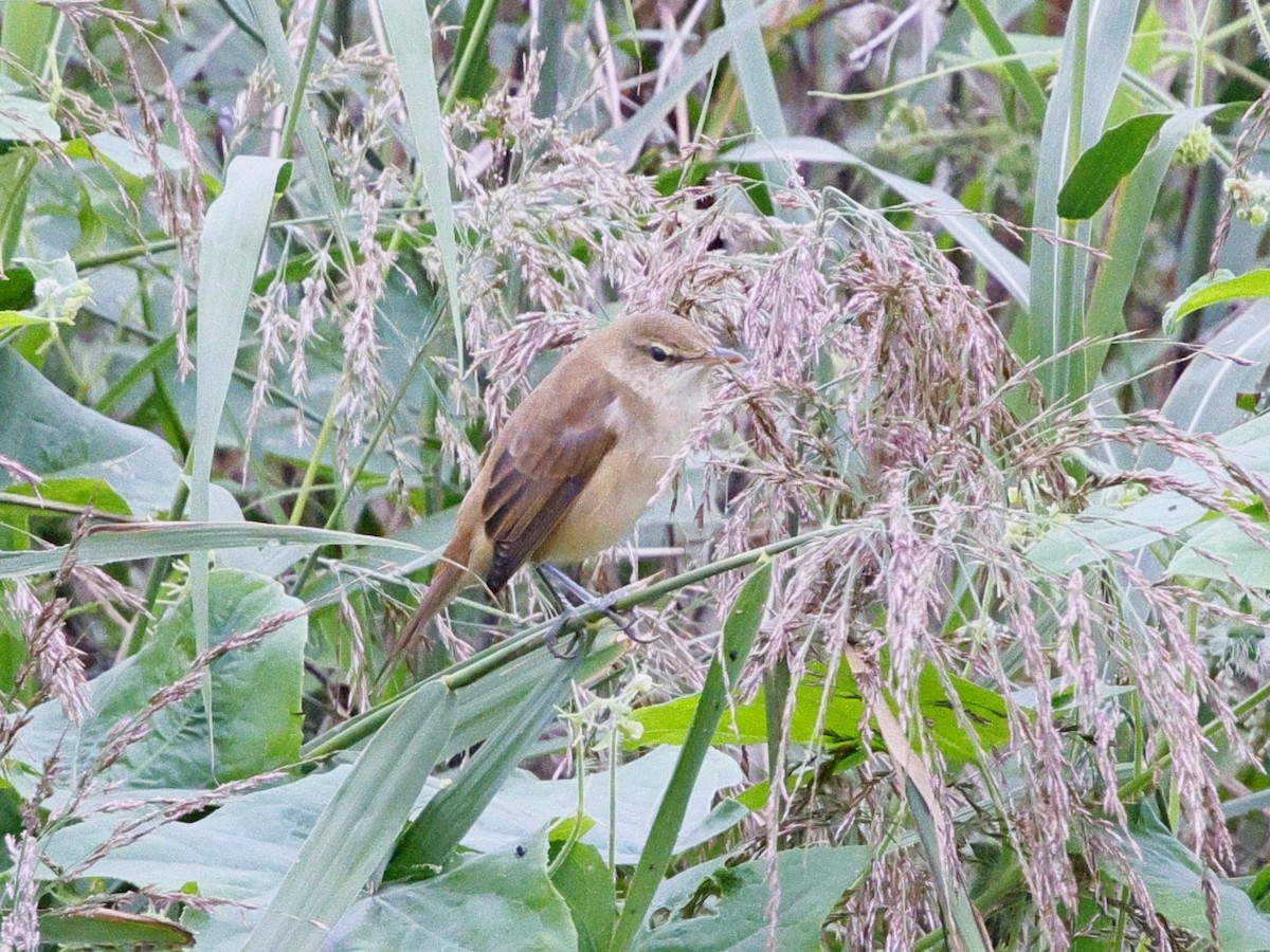 Oriental Reed Warbler - ML643519126