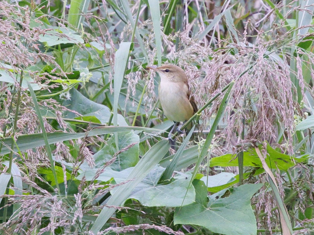 Oriental Reed Warbler - ML643519127