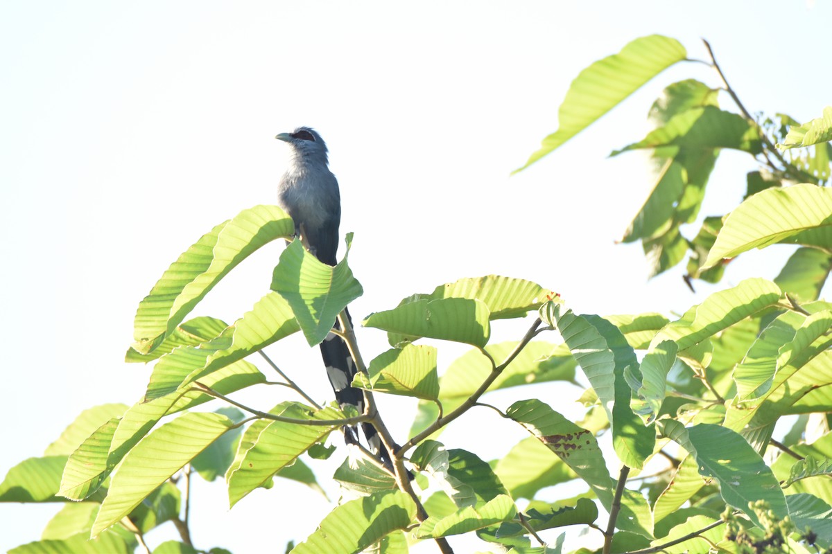 Green-billed Malkoha - ML643519128