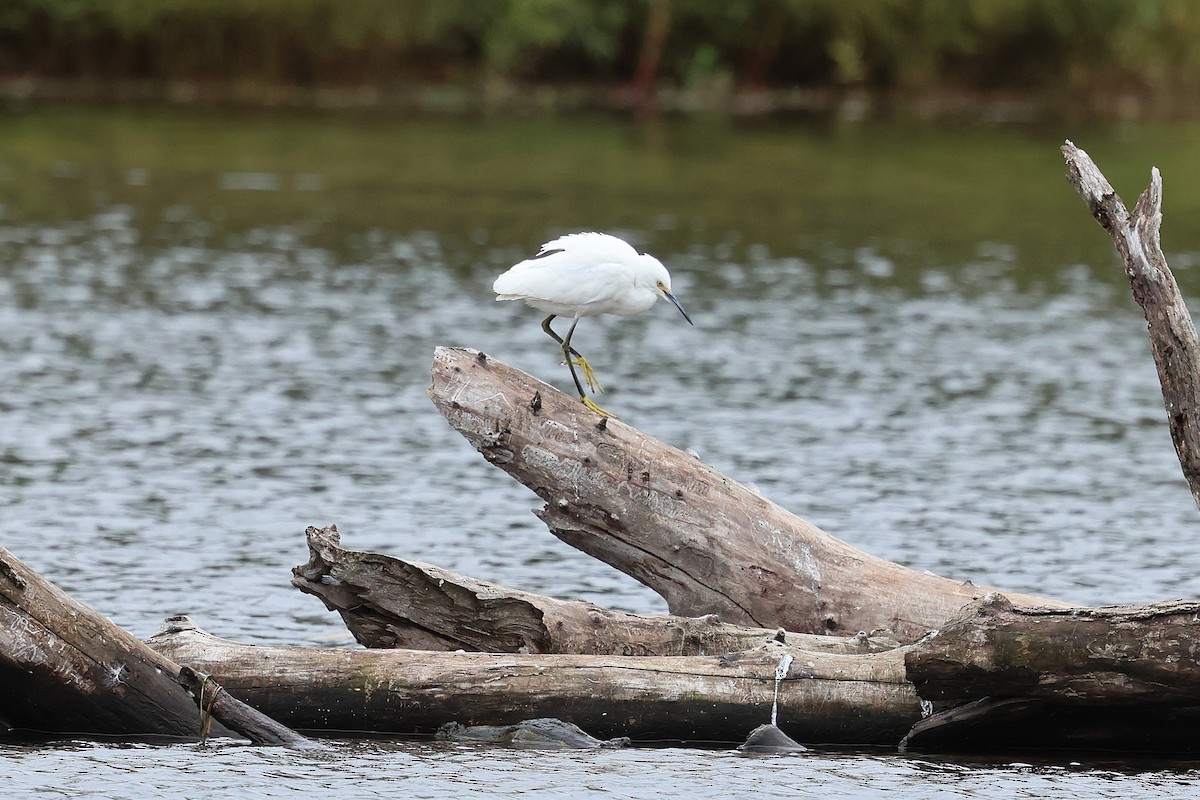 Snowy Egret - ML643519144