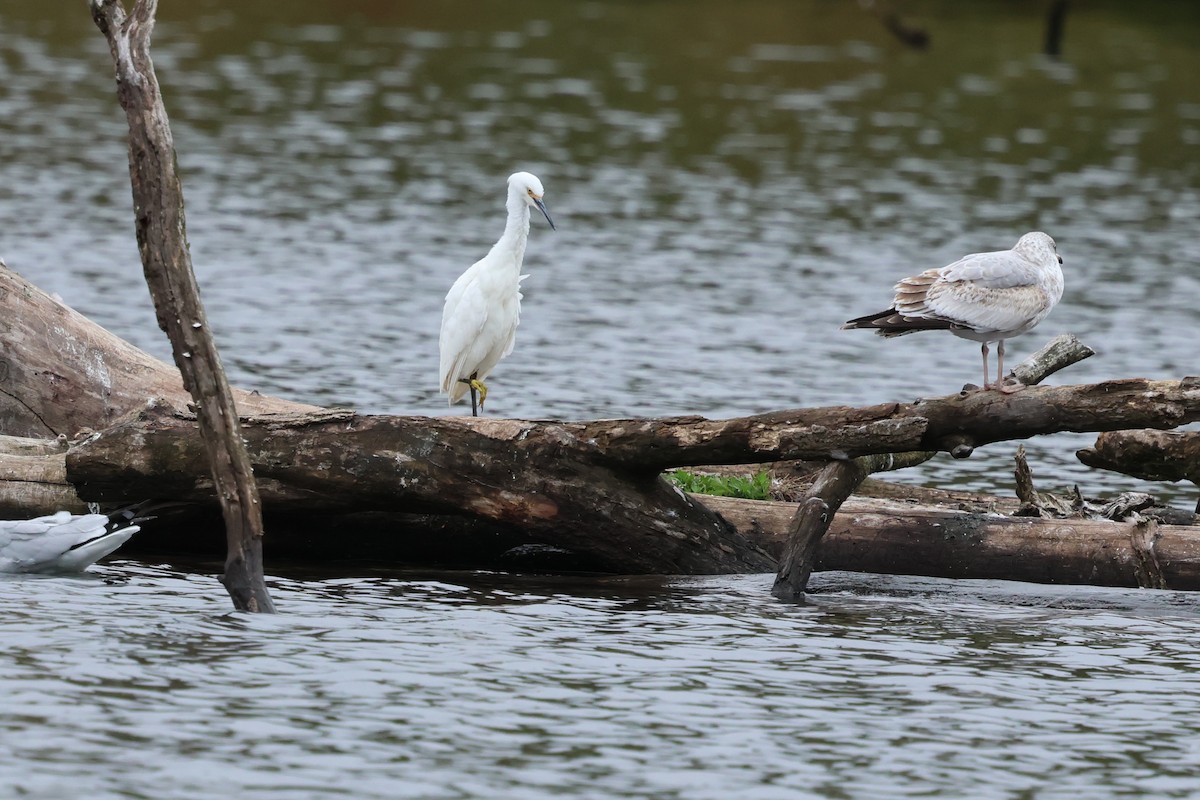 Snowy Egret - ML643519149