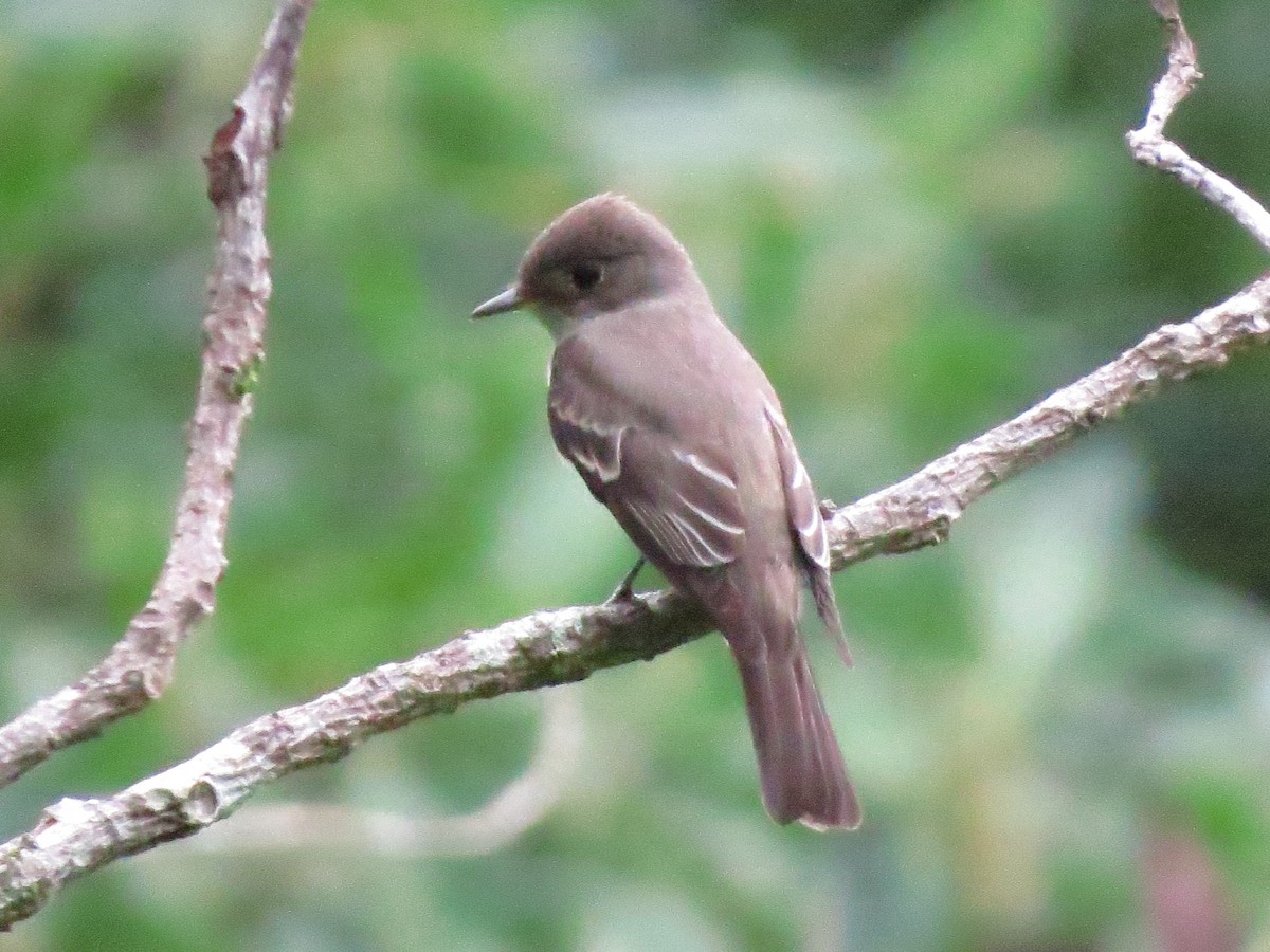 Western Wood-Pewee - ML643519156