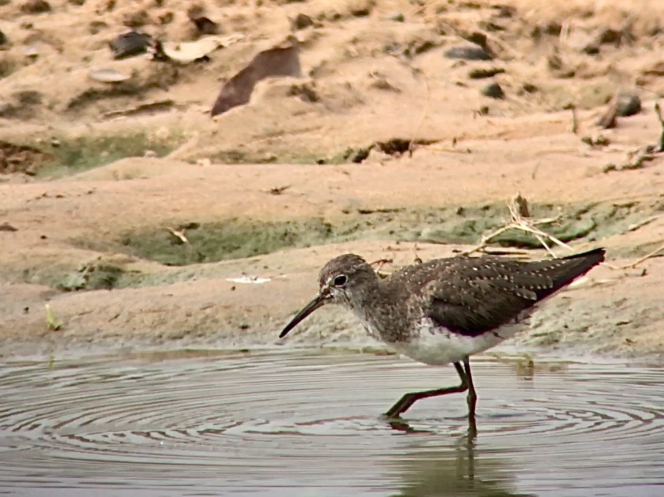 Solitary Sandpiper - ML643519179