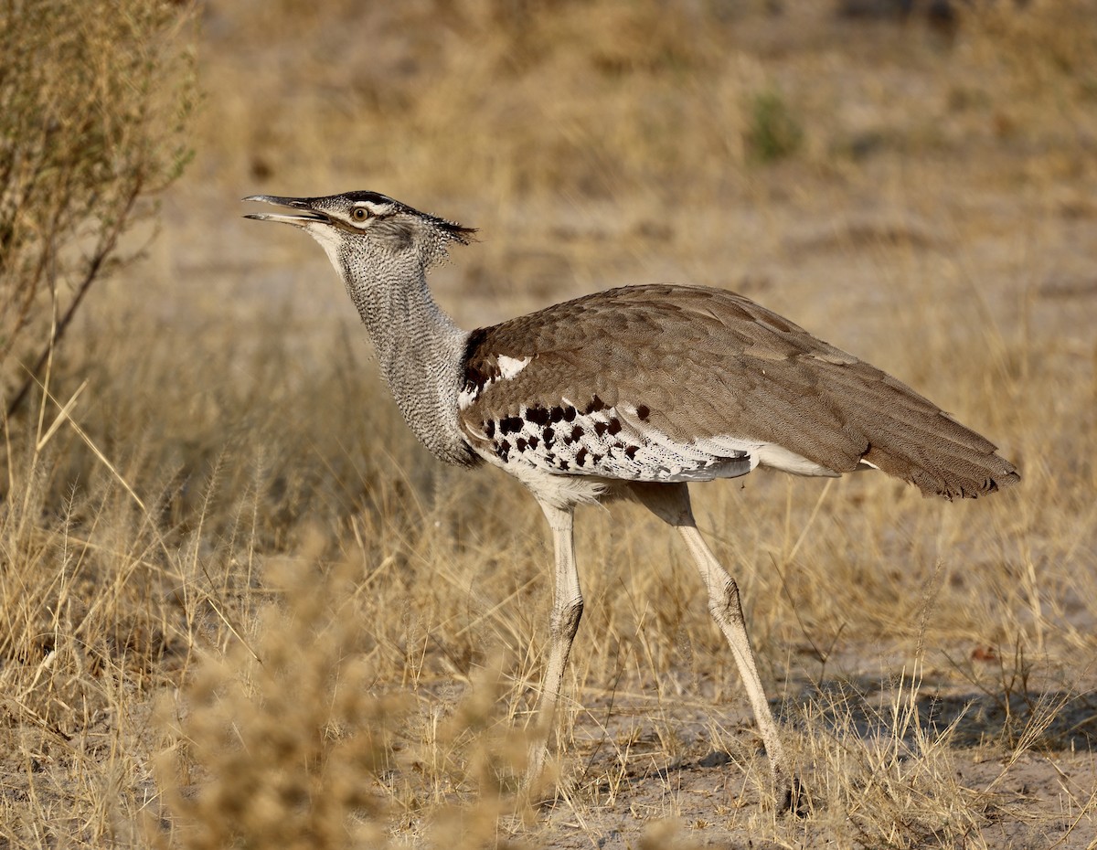 Kori Bustard - ML643519180