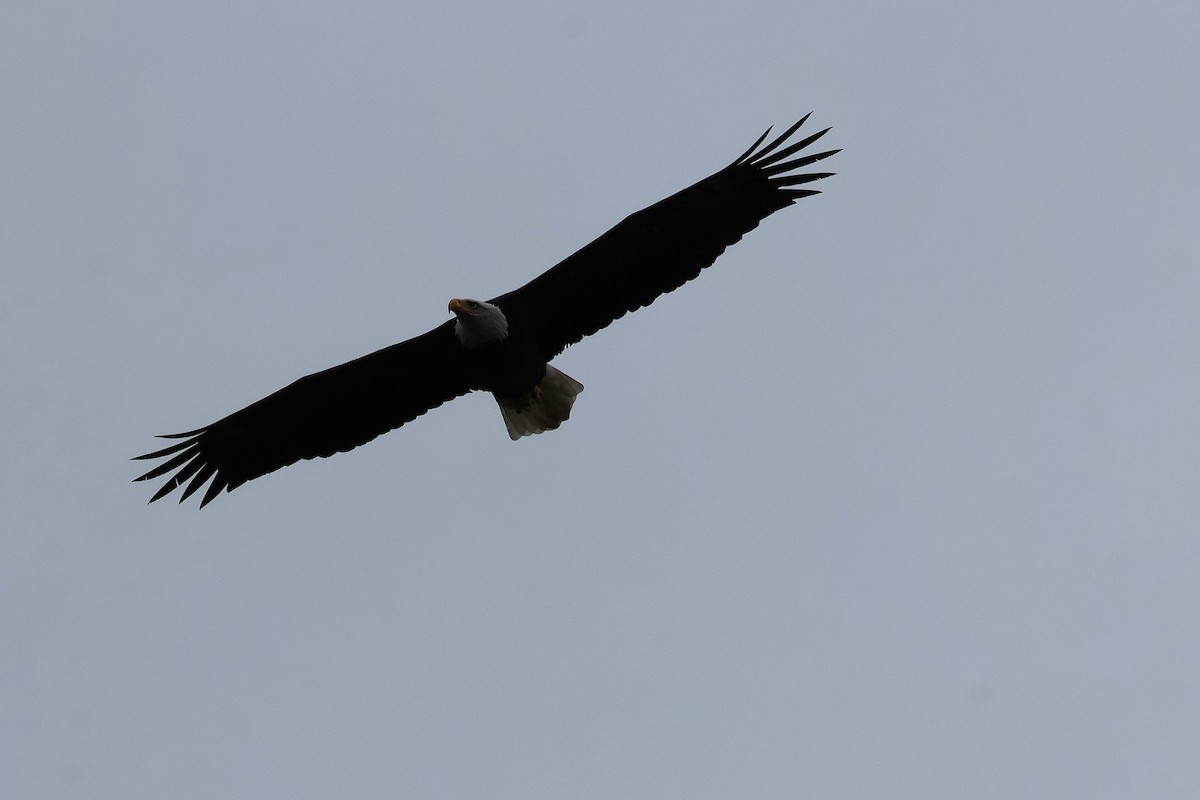Bald Eagle - ML643519185
