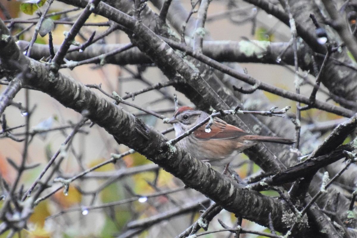 Swamp Sparrow - ML643519189