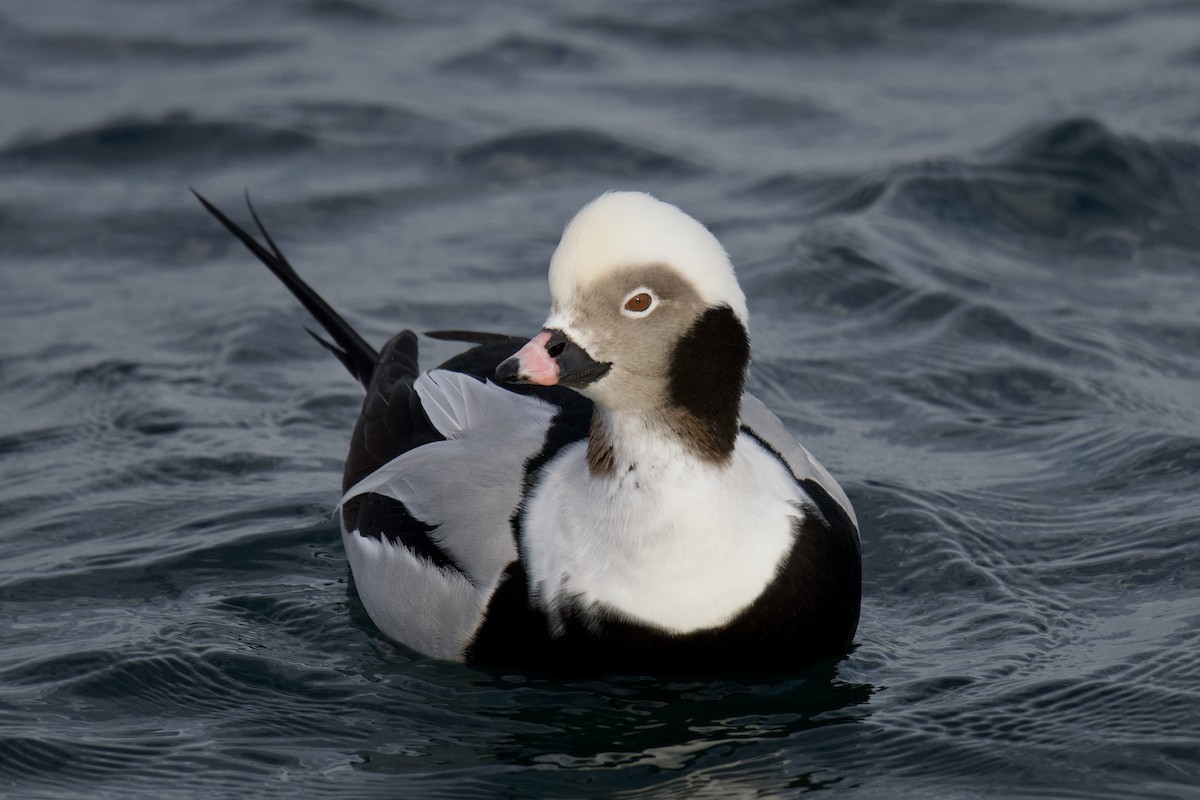 Long-tailed Duck - ML643519194