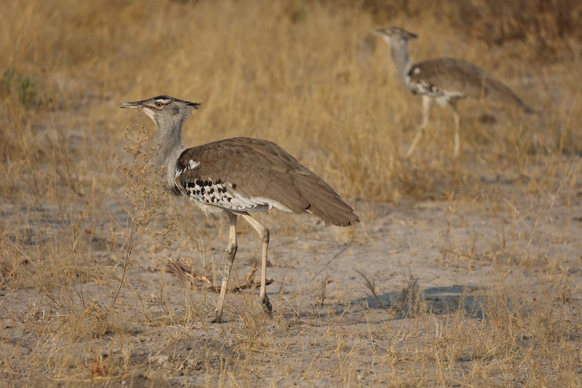 Kori Bustard - ML643519198